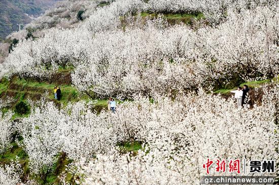 六盘水水城区发耳镇万亩樱桃花开