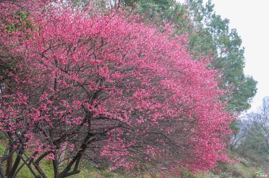 松桃一公园梅花盛开 松桃一公园梅花盛开