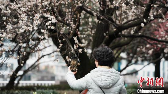 2月23日,贵阳市甲秀楼附近的梅花竞相绽放,粉白相间的梅花缀满枝头,散发出阵阵淡雅的清香,吸引不少市民游客赏梅拍照。周燕玲 摄