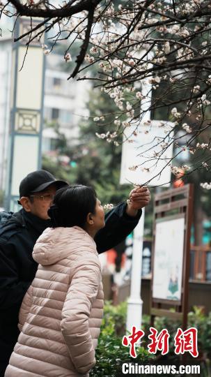 2月23日,贵阳市甲秀楼附近的梅花竞相绽放,粉白相间的梅花缀满枝头,散发出阵阵淡雅的清香,吸引不少市民游客赏梅拍照。周燕玲 摄