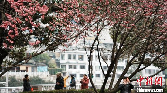 2月23日,贵阳市甲秀楼附近的梅花竞相绽放,粉白相间的梅花缀满枝头,散发出阵阵淡雅的清香,吸引不少市民游客赏梅拍照。周燕玲 摄