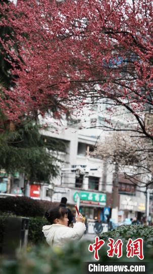 2月23日,贵阳市甲秀楼附近的梅花竞相绽放,粉白相间的梅花缀满枝头,散发出阵阵淡雅的清香,吸引不少市民游客赏梅拍照。周燕玲 摄