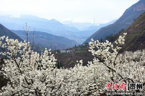 六盘水水城区发耳镇万亩樱桃花开