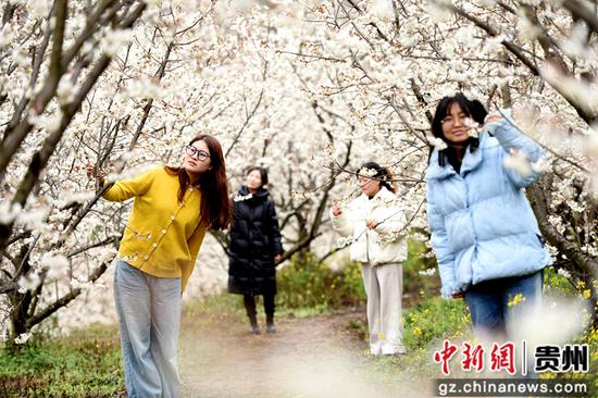 六盘水水城区发耳镇万亩樱桃花开