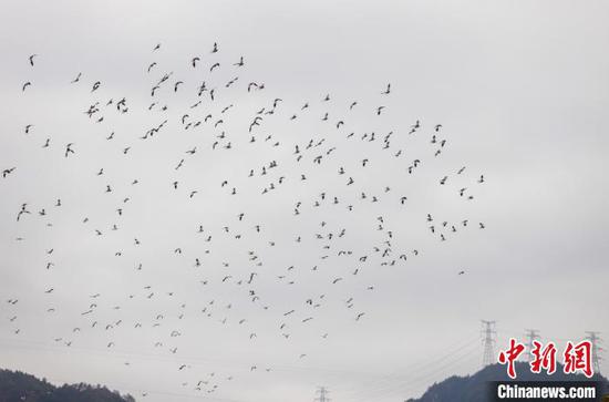 图为成群的灰头麦鸡在贵州省黔东南苗族侗族自治州施秉县㵲阳河上飞翔。磨桂宾 摄 图为成群的灰头麦鸡在贵州省黔东南苗族侗族自治州施秉县㵲阳河上飞翔。磨桂宾 摄
