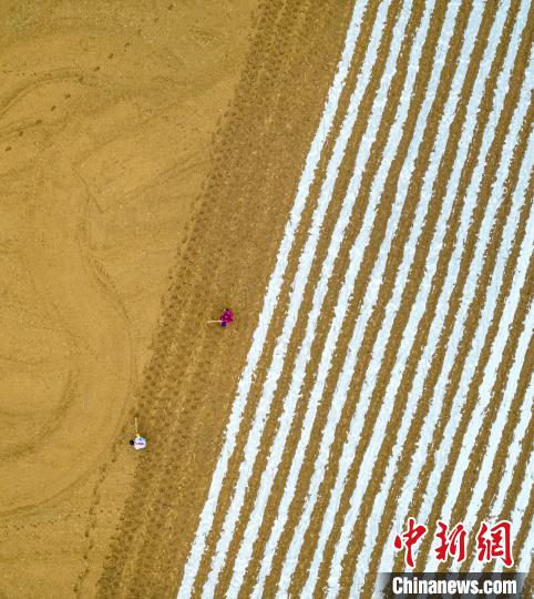 图为村民在黔西市洪水镇长堰社区进行大豆玉米复合种植(无人机照片)。史开心 摄