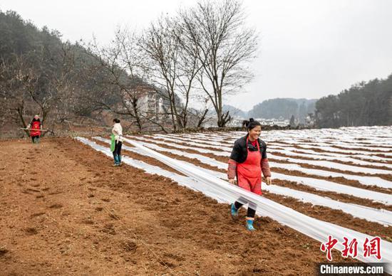 图为村民在黔西市洪水镇长堰社区进行大豆玉米复合种植。史开心 摄