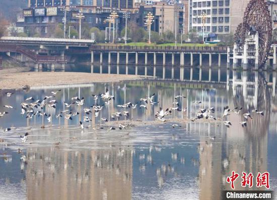 图为成群的灰头麦鸡在贵州省黔东南苗族侗族自治州施秉县㵲阳河上飞翔。磨桂宾 摄 图为成群的灰头麦鸡在贵州省黔东南苗族侗族自治州施秉县㵲阳河上飞翔。磨桂宾 摄