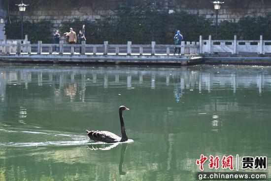 2月27日，一只黑天鹅在贵阳市南明河水域悠闲游弋。
