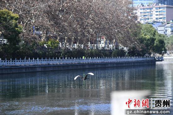 2月27日，一只黑天鹅在贵阳市南明河水面飞翔。