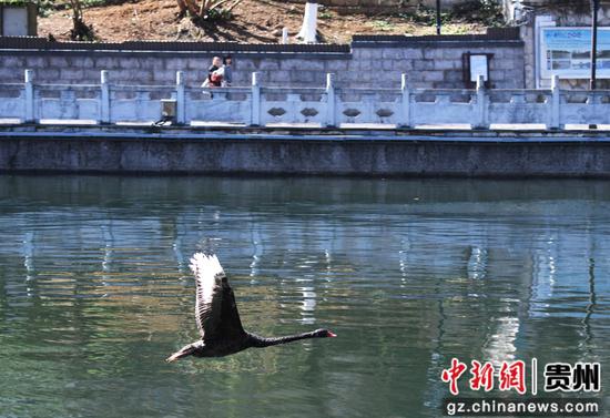 2月27日，一只黑天鹅在贵阳市南明河省委河段水面飞翔。