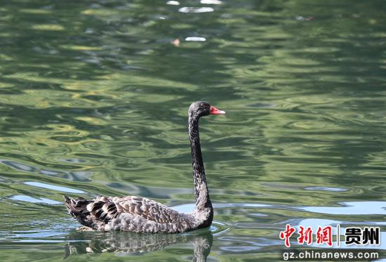 2月27日，一只黑天鹅在贵阳市南明河水域悠闲游弋。
