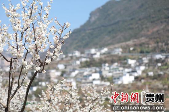 凹河村万亩樱桃花开放。郭露 摄 凹河村万亩樱桃花开放。郭露 摄