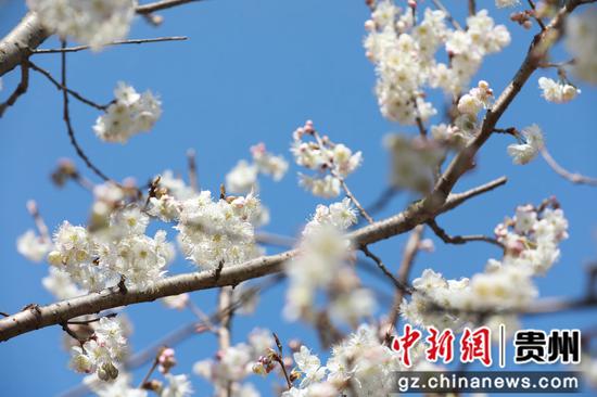 凹河村万亩樱桃花开放。郭露 摄 凹河村万亩樱桃花开放。郭露 摄