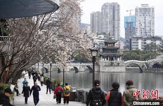 图为2月27日南明河畔盛开的李花吸引市民游客前来踏青赏花。赵松 摄 图为2月27日南明河畔盛开的李花吸引市民游客前来踏青赏花。赵松 摄
