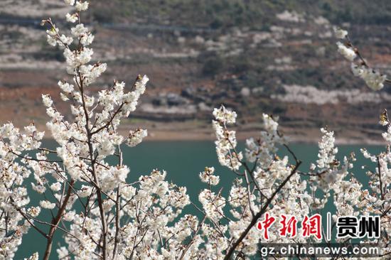 凹河村万亩樱桃花开放。彭可贵 摄 凹河村万亩樱桃花开放。彭可贵 摄