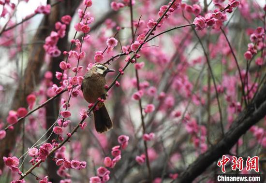 图为2月27日一只小鸟在梅花枝头停留。赵松 摄 图为2月27日一只小鸟在梅花枝头停留。赵松 摄