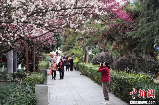 图为2月27日一摄影爱好者正在拍摄竞相绽放的梅花。赵松 摄 图为2月27日一摄影爱好者正在拍摄竞相绽放的梅花。赵松 摄