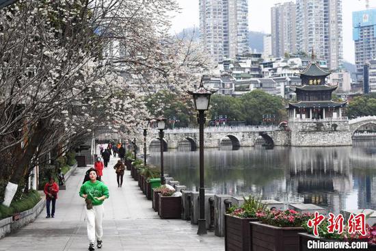 图为2月27日南明河畔盛开的李花吸引不少市民及游客前来踏青赏花。赵松 摄 图为2月27日南明河畔盛开的李花吸引不少市民及游客前来踏青赏花。赵松 摄