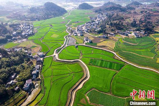 2月27日航拍黔西市金碧镇高标准农田种植的小麦，长势良好、绿意盎然。史开心 摄