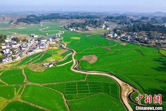 2月27日航拍黔西市金碧镇高标准农田种植的小麦，长势良好、绿意盎然。史开心 摄