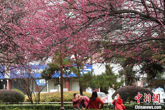 图为2月27日市民游客正在竞相绽放的梅花下拍照留影。赵松 摄 图为2月27日市民游客正在竞相绽放的梅花下拍照留影。赵松 摄