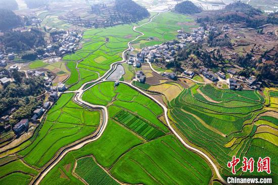 2月27日航拍黔西市金碧镇高标准农田种植的小麦，长势良好、绿意盎然。史开心 摄