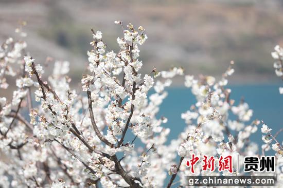 凹河村万亩樱桃花开放 郭露摄 凹河村万亩樱桃花开放 郭露摄