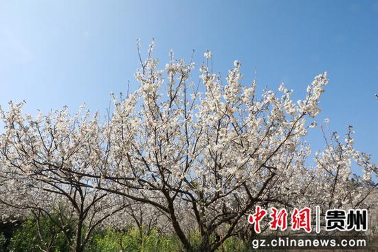 凹河村万亩樱桃花开放。彭克贵 摄 凹河村万亩樱桃花开放。彭克贵 摄