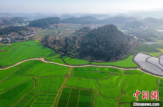 时下，地处乌蒙山区的贵州省黔西市金碧镇高标准农田里的小麦生机勃勃、绿意盎然。近年来，当地依托高标准农田实施“稻麦轮作”，大力推广优质小麦规模化、标准化、产业化种植，促进农业增效益、农民增收入。史开心　摄