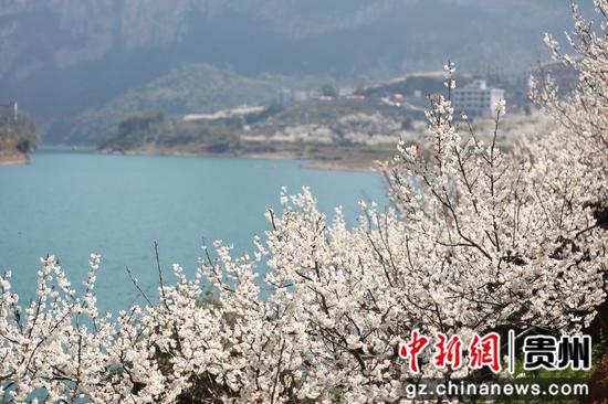 凹河村万亩樱桃花开放。彭克贵 摄 凹河村万亩樱桃花开放。彭克贵 摄