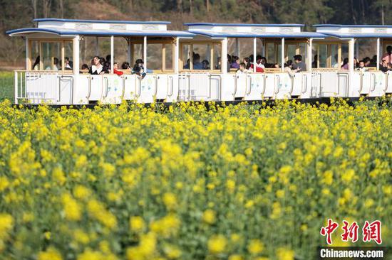 3月1日,游客乘坐小火车在观赏油菜花。近日,随着气温逐步回升,贵州省黔南布依族苗族自治州贵定县盘江镇金海雪山景区的油菜花、樱花次第开放,吸引不少游客前来踏春赏花,享受春光。中新社记者 瞿宏伦 摄 3月1日,游客乘坐小火车在观赏油菜花。近日,随着气温逐步回升,贵州省黔南布依族苗族自治州贵定县盘江镇金海雪山景区的油菜花、樱花次第开放,吸引不少游客前来踏春赏花,享受春光。中新社记者 瞿宏伦 摄