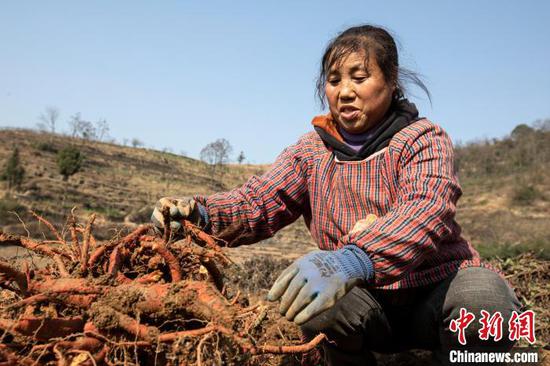 图为洪水镇附廓社区的村民在采收中药材丹参。史开心 摄 图为洪水镇附廓社区的村民在采收中药材丹参。史开心 摄