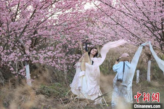 3月1日,游客在金海雪山景区樱花园里拍摄写真。中新社记者 瞿宏伦 摄 3月1日,游客在金海雪山景区樱花园里拍摄写真。中新社记者 瞿宏伦 摄