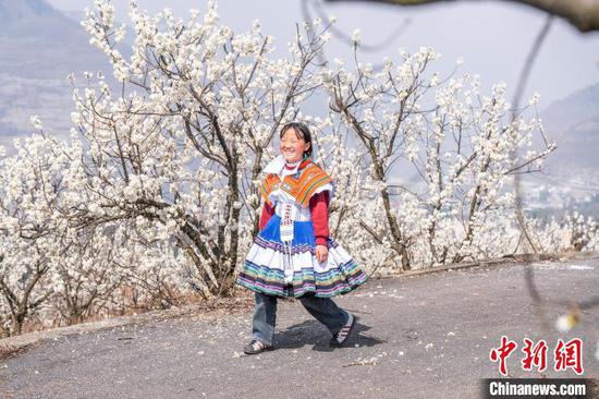 图为游人在纳雍县厍东关乡陶营村的樱花园里游玩赏景。罗大富 摄 图为游人在纳雍县厍东关乡陶营村的樱花园里游玩赏景。罗大富 摄