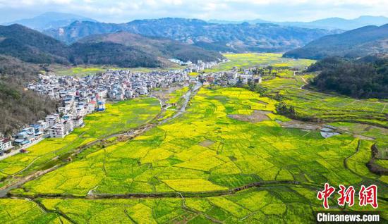 图为航拍从江县洛香镇上皮林村的油菜花海景色。卢忠南 摄 图为航拍从江县洛香镇上皮林村的油菜花海景色。卢忠南 摄