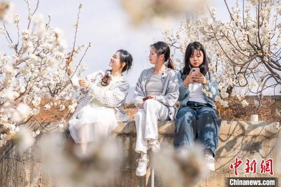 图为游人在纳雍县厍东关乡陶营村的樱花园里赏景。罗大富 摄 图为游人在纳雍县厍东关乡陶营村的樱花园里赏景。罗大富 摄