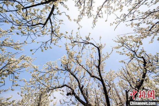 图为纳雍县厍东关乡陶营村盛开的樱桃花。罗大富 摄 图为纳雍县厍东关乡陶营村盛开的樱桃花。罗大富 摄