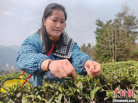 图为村民在石阡县本庄镇石头溪村的茶叶基地采摘春茶。黎祖艳 摄