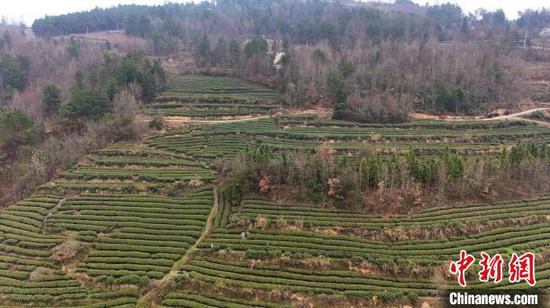 图为村民在石阡县本庄镇石头溪村的茶叶基地采摘春茶。杨文美 摄