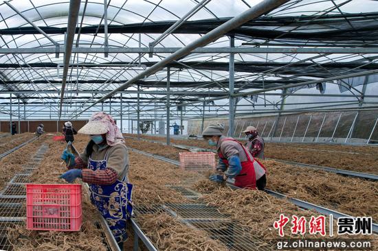 2025年3月5日,药农在贵州省道真仡佬族苗族自治县三桥镇分拣前胡。