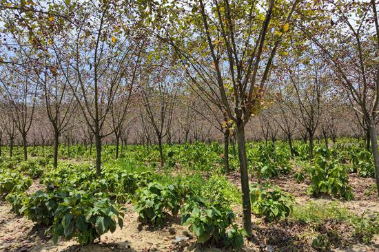 林下花卉 林下花卉