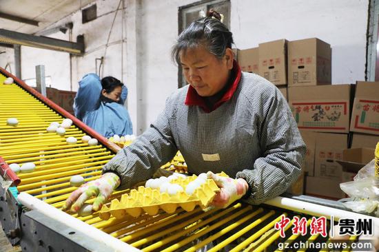 工人正在分拣绿壳鸡蛋 工人正在分拣绿壳鸡蛋