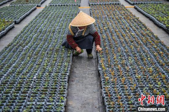 图为村民在花卉苗圃里除草。罗大富 摄 图为村民在花卉苗圃里除草。罗大富 摄