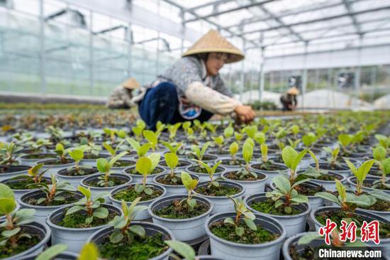 图为村民在花卉苗圃里除草。罗大富 摄 图为村民在花卉苗圃里除草。罗大富 摄