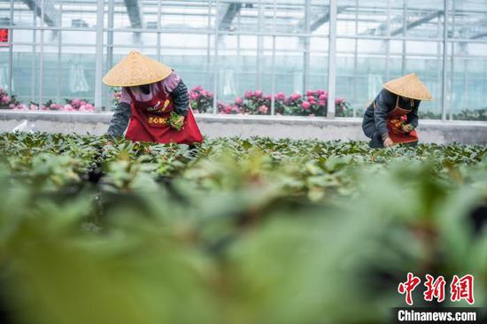 图为村民在花卉苗圃里除草。罗大富 摄 图为村民在花卉苗圃里除草。罗大富 摄