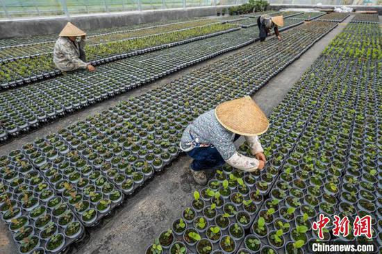 图为村民在花卉苗圃里除草。罗大富 摄 图为村民在花卉苗圃里除草。罗大富 摄