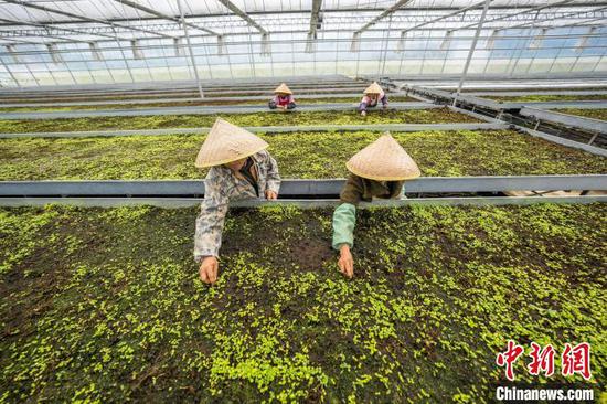图为村民在花卉苗圃里除草。罗大富 摄 图为村民在花卉苗圃里除草。罗大富 摄