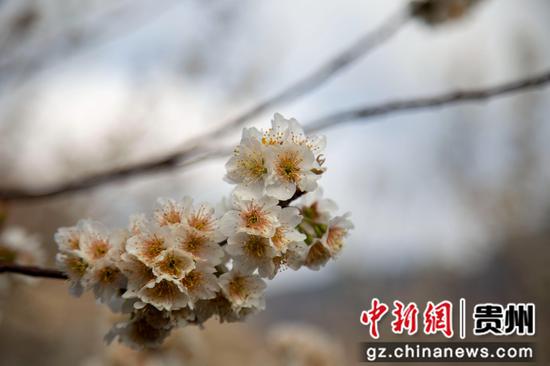 3月7日,赫章县野马川镇双河村樱桃花上挂满露珠。汤斌摄 3月7日,赫章县野马川镇双河村樱桃花上挂满露珠。汤斌摄