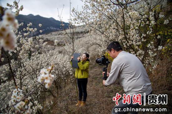3月7日,赫章县野马川镇双河村樱桃花盛开引来游客。汤斌摄 3月7日,赫章县野马川镇双河村樱桃花盛开引来游客。汤斌摄